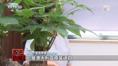 国产食物穿“洋马甲”高价收割起底“假洋牌”